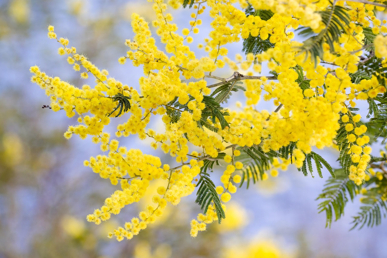 Dream Meaning of ACACIA