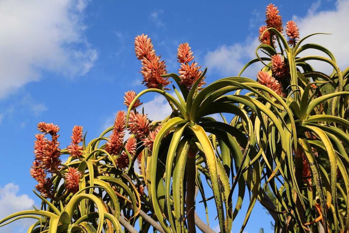 Dream Meaning of Aloe Tree