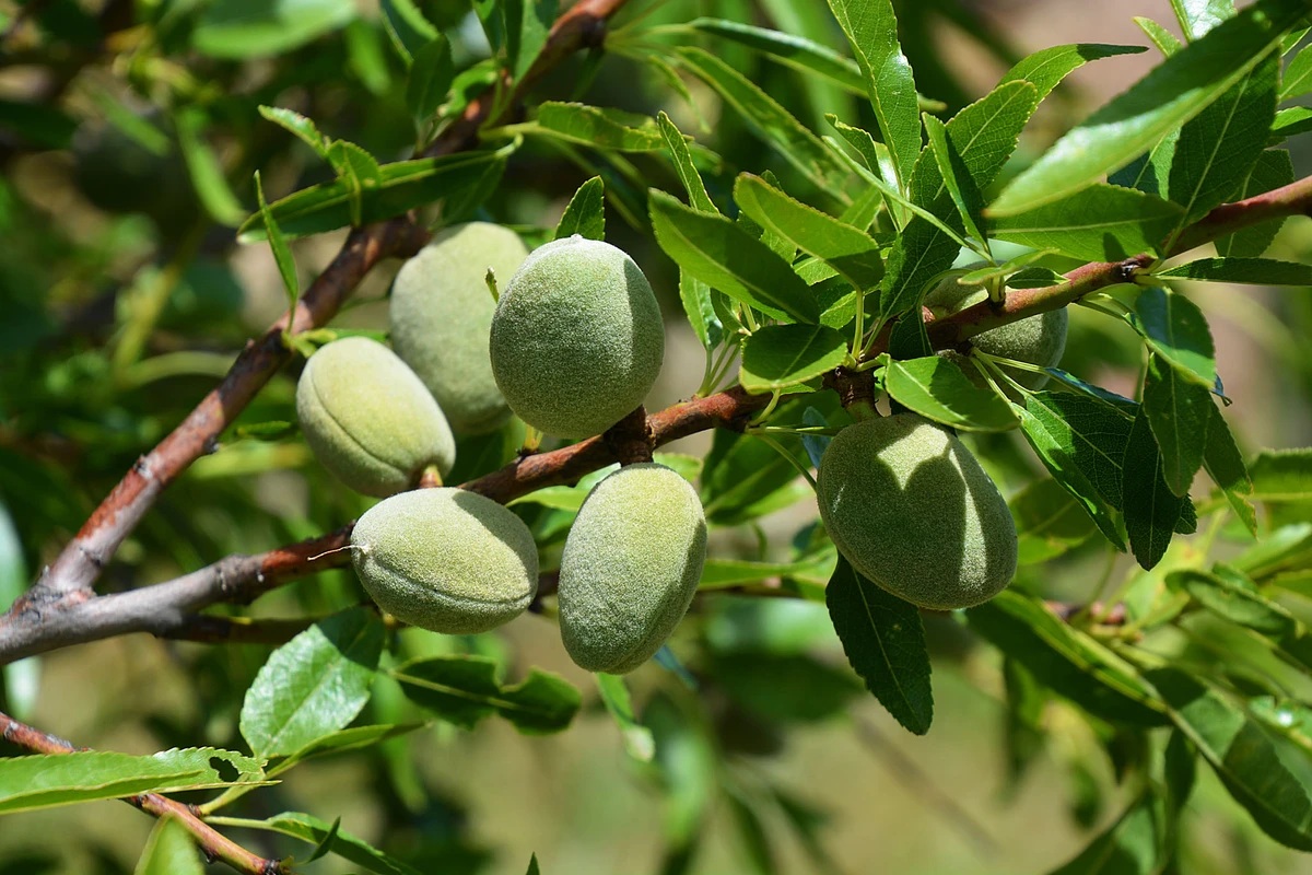 Dream Meaning of ALMOND TREE